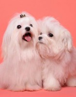 /album/animais-e-tudo-mais-/a18-mvg-viv-cachorros1-1-jpg/